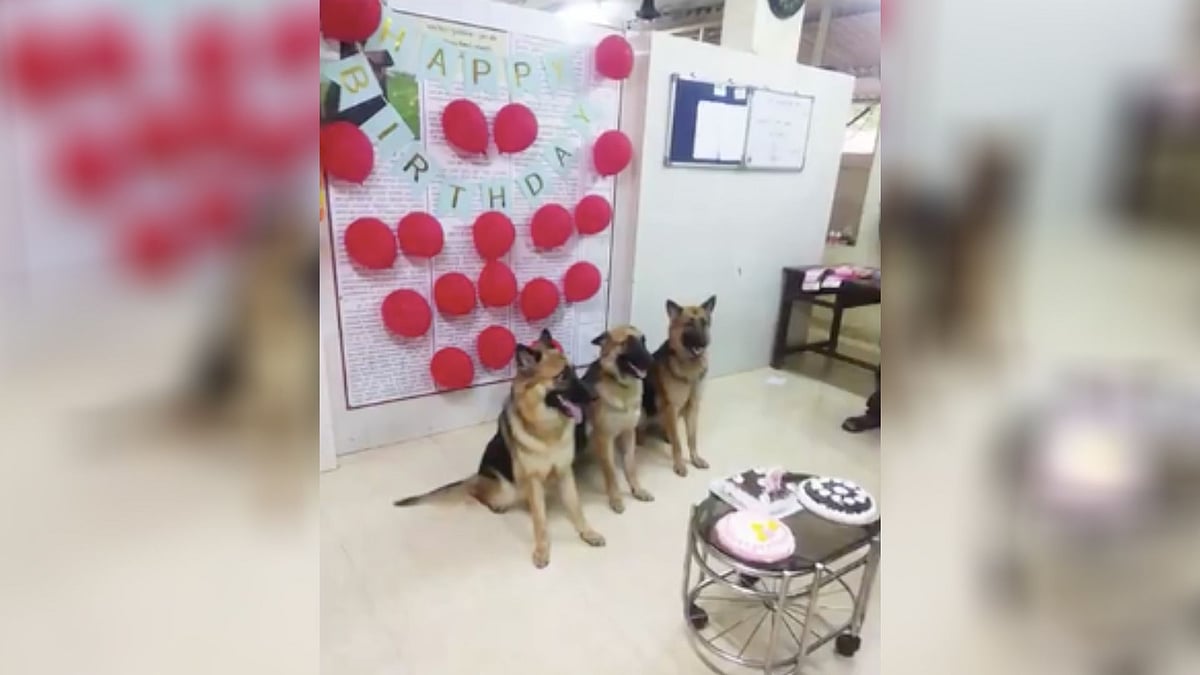 Honey, Maya and Whiskey just turned one!