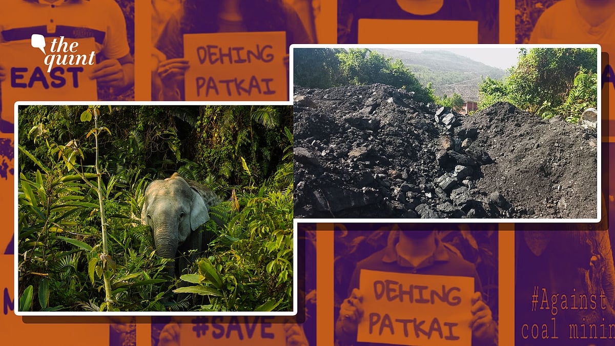 #SaveDehingPatkai has been creating loud noise on the Internet with people speaking against coal mining in Dehing Patkai of Assam, also known as Amazon of the East.