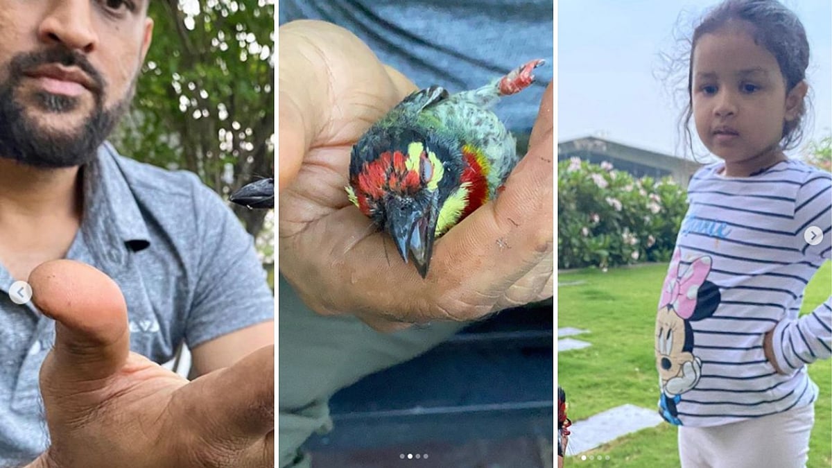 A post on Ziva Dhoni’s instagram account said the father-daughter duo had helped rescue an injured bird.