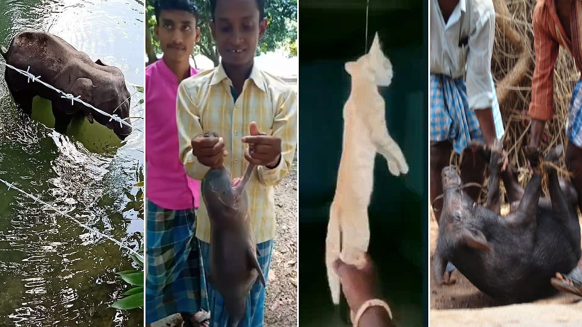 Animal Abuse Must Stop Now