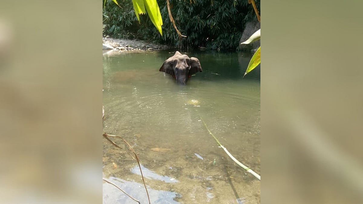 A pregnant elephant died in Kerala, standing in water, on 27 May, after she consumed a fruit stuffed with firecrackers.