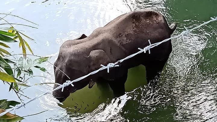 As the news of a pregnant elephant’s death continues to draw the ire of many across the country, a report on the death of another elephant in the state, purportedly under similar circumstances, has surfaced.
