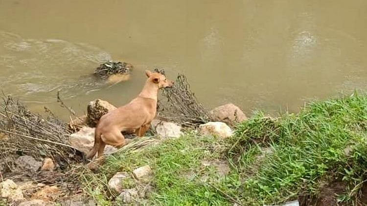 It was Koovi, a dog that has been waiting for days at the site of the landslide, that helped rescuers reach Dhanushka’s mortal remains.