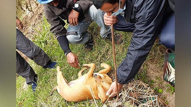 Civil police officer Ajith Madhavan has adopted the dog.