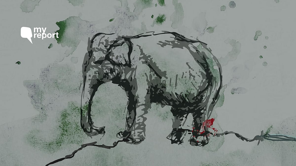 In January 2020, a wild elephant was captured by Kapilash Zoo in Dhenkanal district, Odisha, because of  man-animal conflict. 