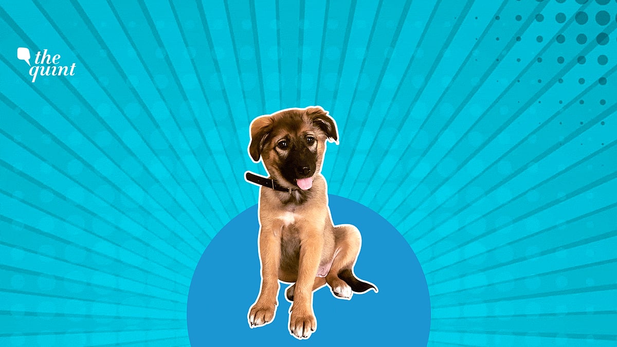Happy Teacher’s Day Pic: My lost and found dog, my teacher.
