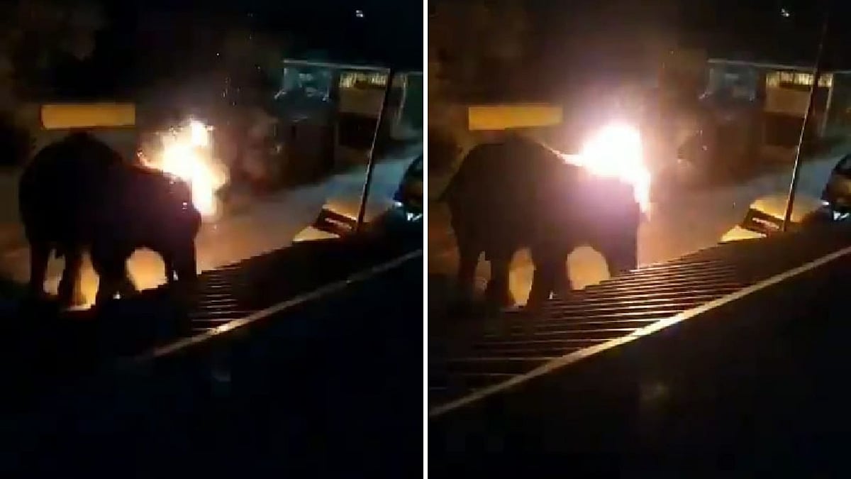 A 40-year-old elephant succumbed to injuries two weeks after people of a TN village attached it with a torched tree branch.