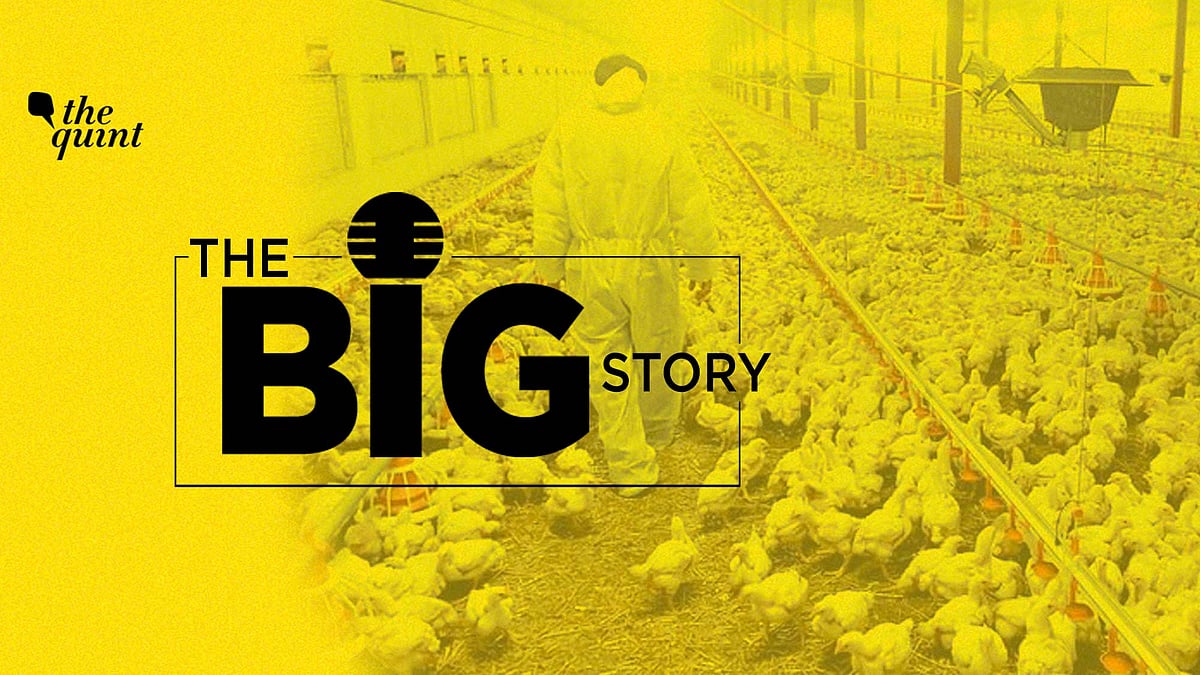 Some Indian states have reported an outbreak of the Bird Flu now, with nearly 25,000 birds being reported dead in a fortnight.