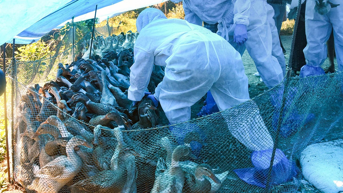 Animal Husbandry Department cull ducks en masse following detection of Avian Influenza (H5N8) at four places, in Alappuzha district of Kerala, Tuesday, 5 January, 2021.