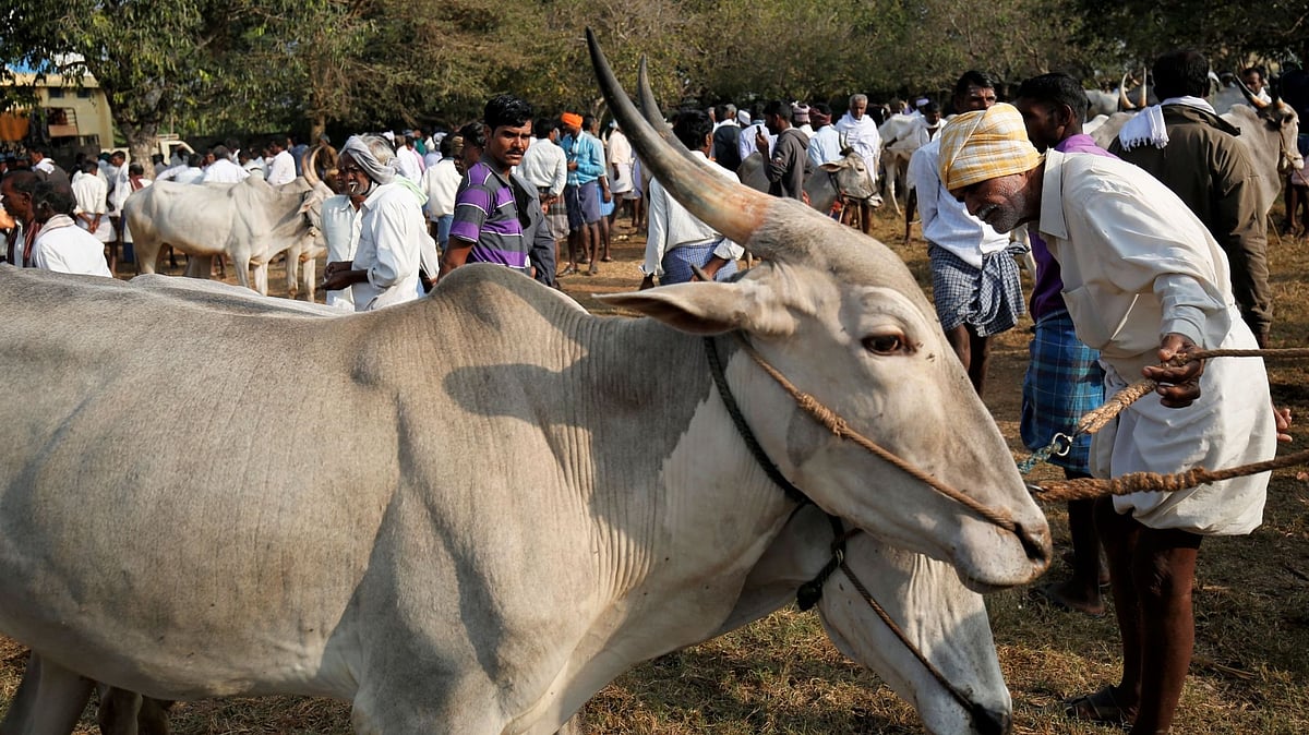 A weekly cattle market near Mysore in Karnataka has worried farmers who have no financial resources to support their weak, ageing cattle.