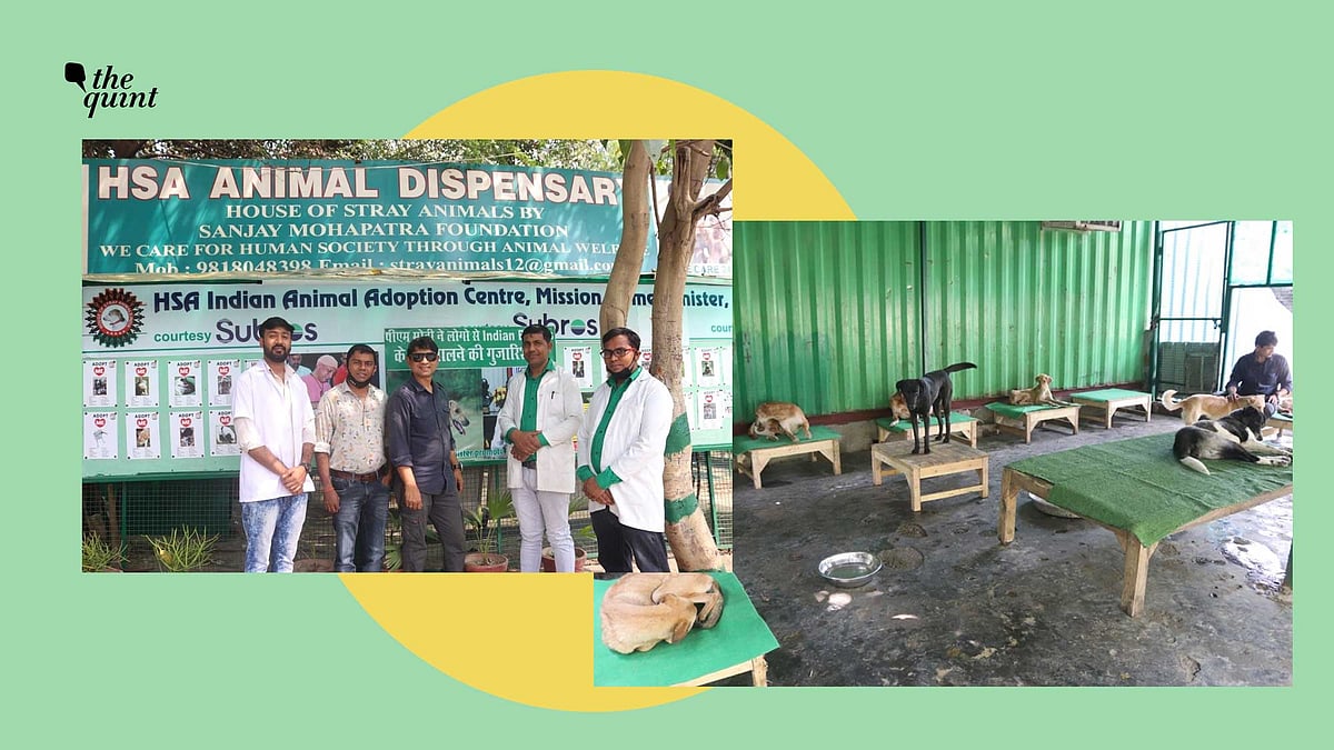 HSA is rescuing and sheltering stray animals in Noida