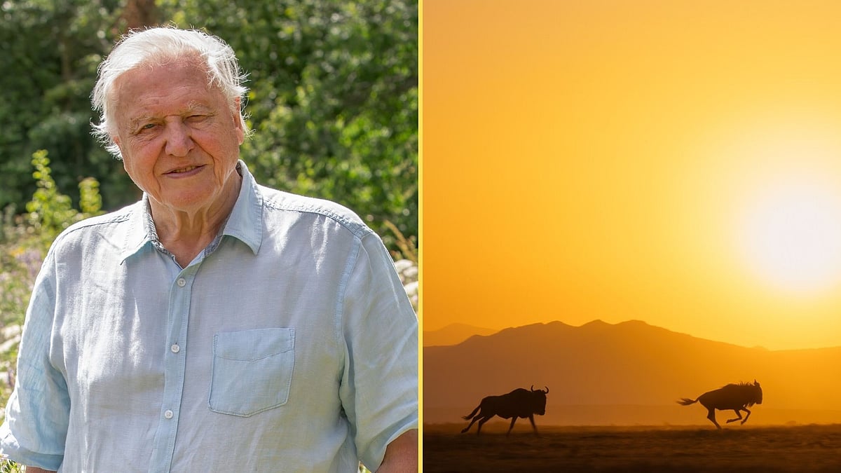 <p>Sir David Attenborough speaks about Sony BBC Earth's A Perfect PLanet.</p>