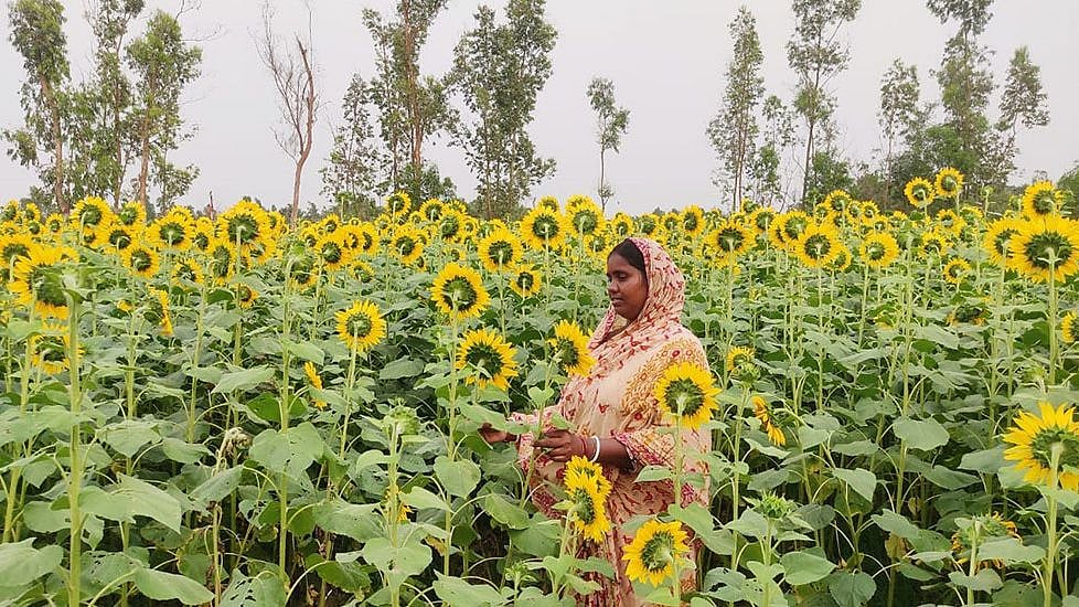 Livelihood of farmers like Madhabi Jana has improved after they shifted to organic farming due to lockdown cash crunch.