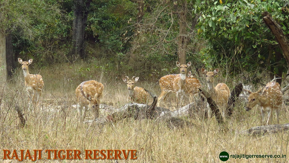Image of Rajaji Tiger Reserve used for representation purpose.