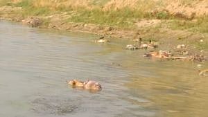 Around 45 decomposed bodies were recovered from Ganga river at Bihar recently.