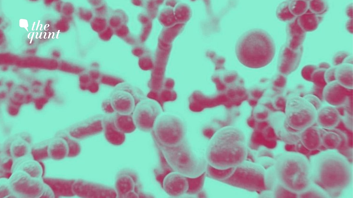 Reports of an infection called ‘white fungus’ in Bihar has spurred fear across the country.