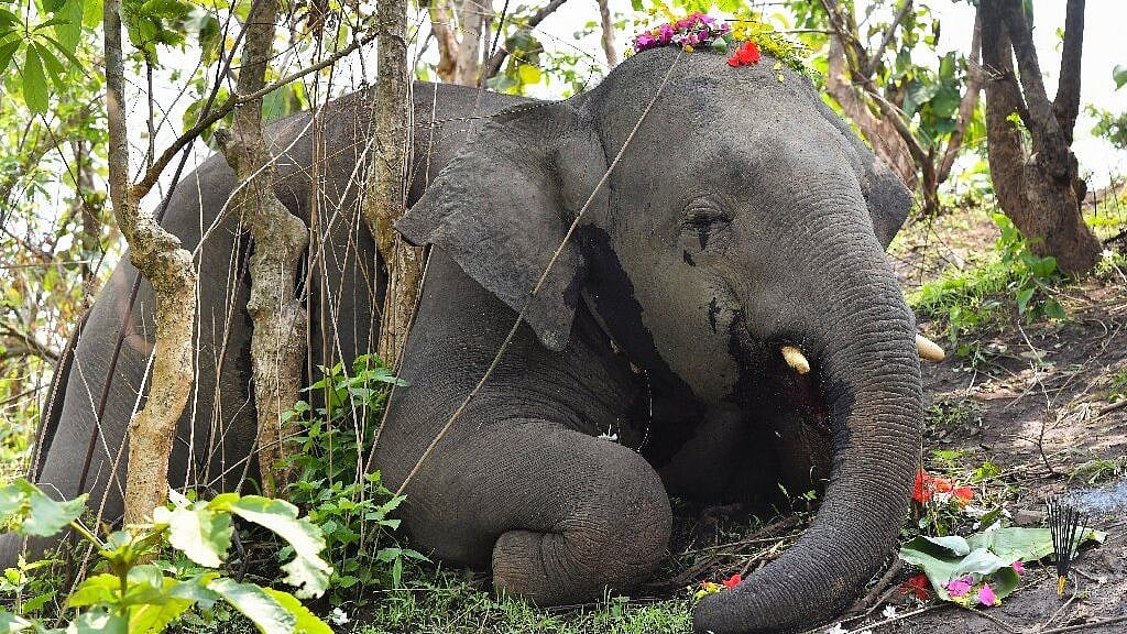 18 Elephants were reportedly killed by a lightning strike in Assam. Image used for representation purpose.