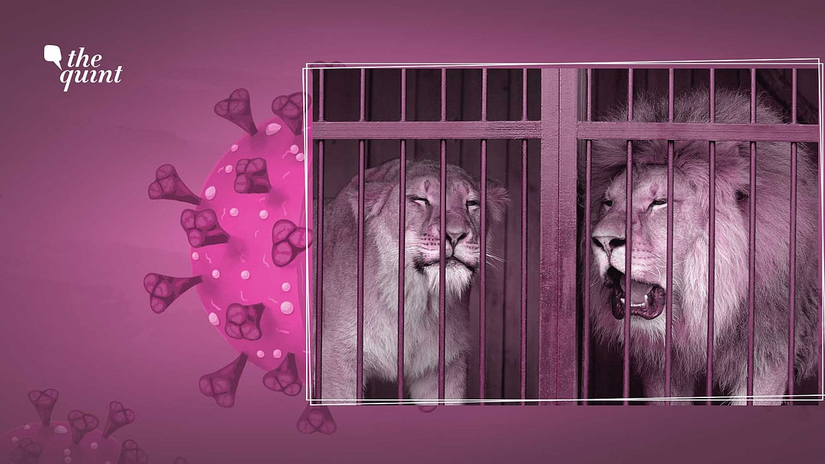 <div class="paragraphs"><p>With eleven of its lions testing positive for coronavirus, Tamil Nadu’s Arignar Anna Zoological Park has turned into a COVID animal cluster.</p></div>