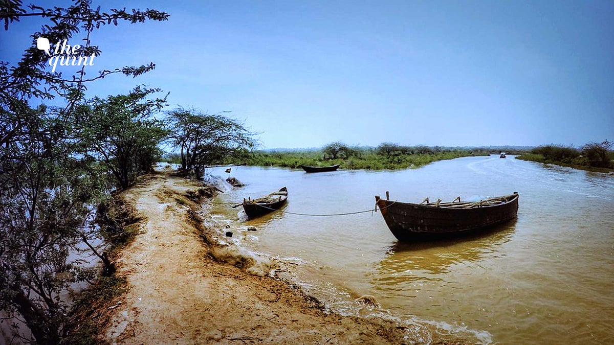 Huge patches of the mangrove forest have disappeared over the last few decades.