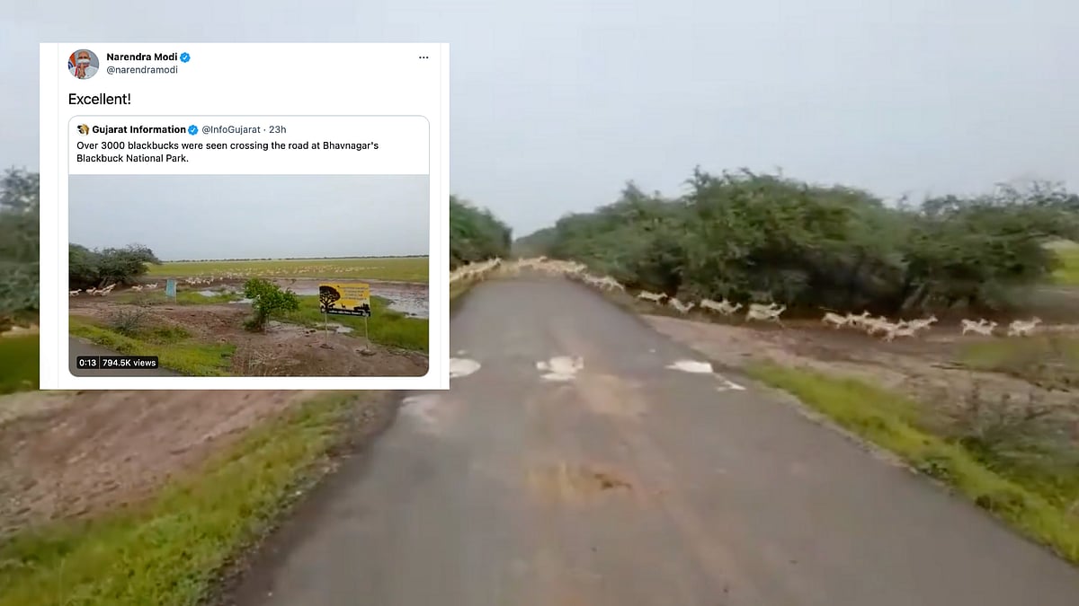<div class="paragraphs"><p>PM Modi shares video of 3000 blackbucks crossing the road</p></div>