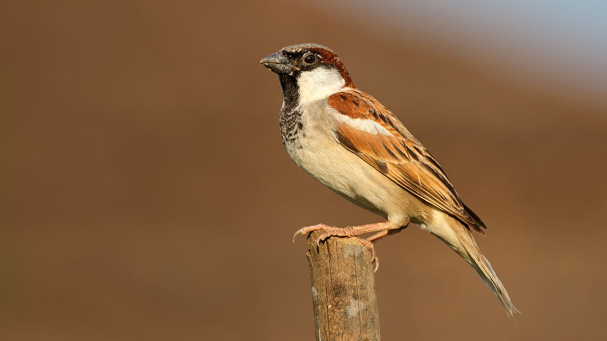 <div class="paragraphs"><p>Popularly known as the 'Sparrow Man of Patna,' Indian Information Services (IIS) Officer Sanjay Kumar is devotedly engaged in the preservation of birds in the state of Bihar.</p></div>