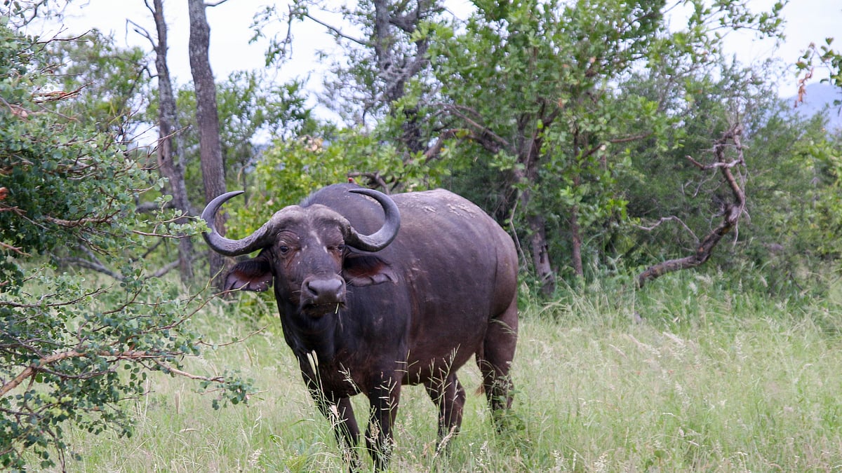 <div class="paragraphs"><p>Gujarat farmers get arrested for smuggling alcohol after their own buffaloes get drunk.</p></div>