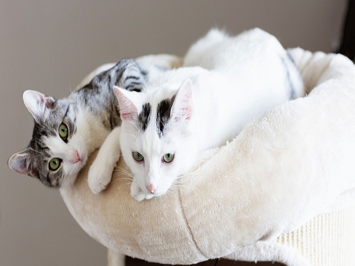 <div class="paragraphs"><p>International Cat Day is celebrated every year on 8 August.</p></div>