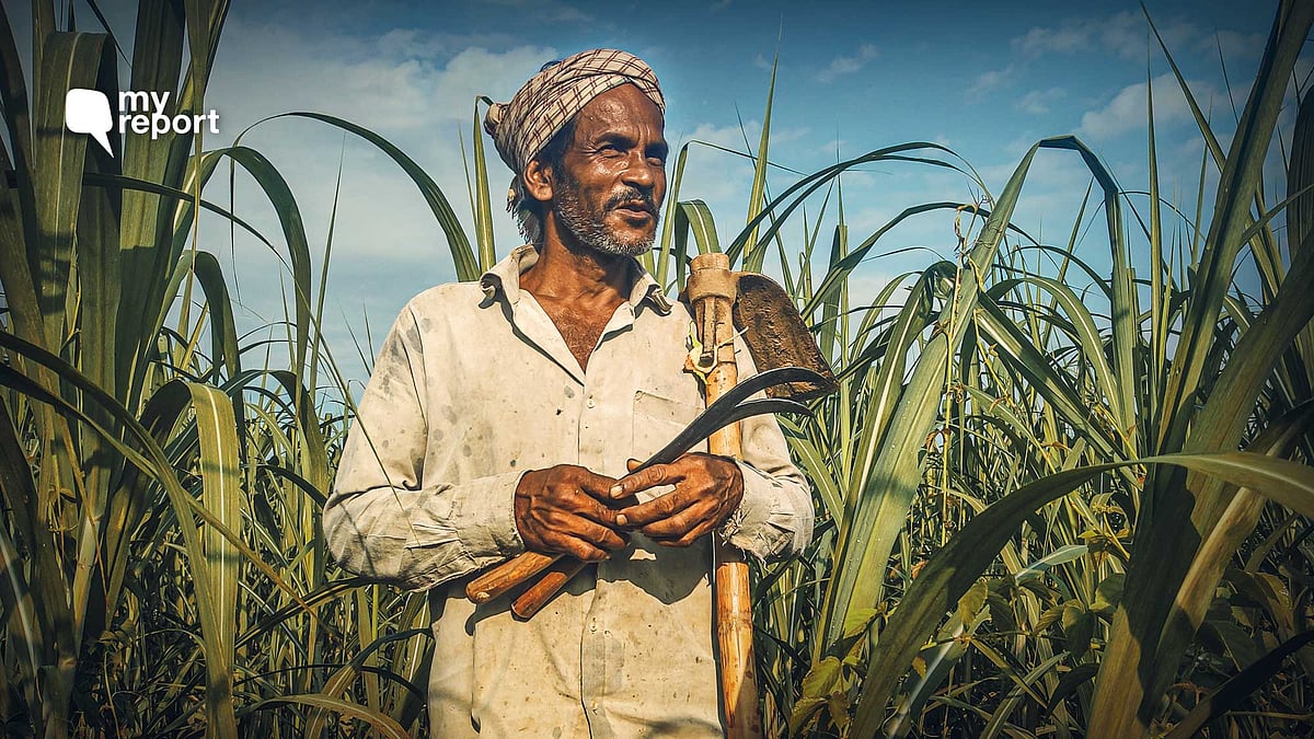 <div class="paragraphs"><p>Sugarcane farmers in Assam's Hojai district are struggling to make ends meet amid the Covid-19 pandemic.</p></div>