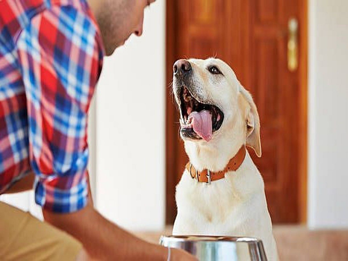 <div class="paragraphs"><p>Here's everything you need to know about International Dog Day</p></div>