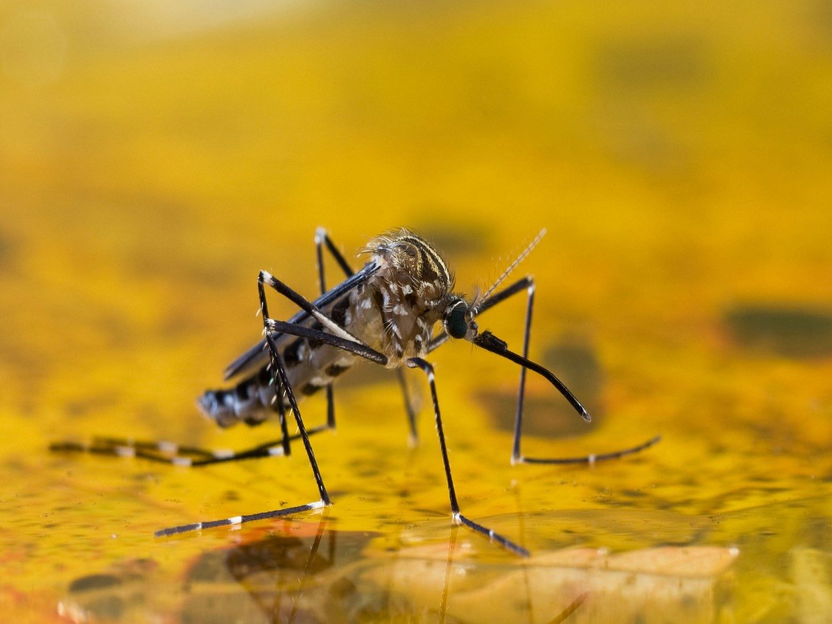 <div class="paragraphs"><p>World Mosquito Day is observed every year on 20 August.</p></div>