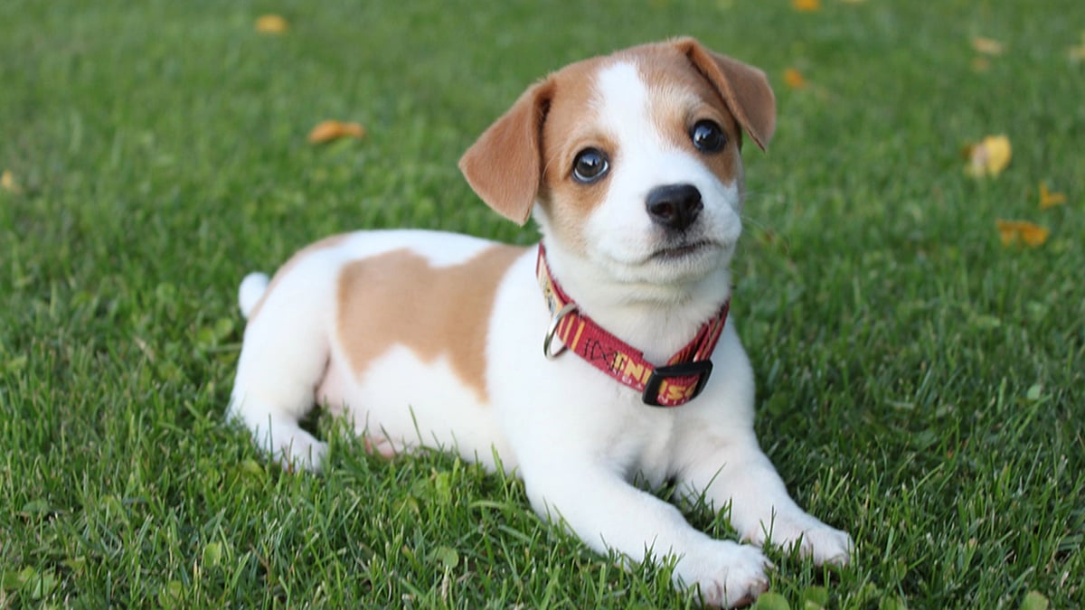 <div class="paragraphs"><p>Your pets are doing you more favours than you know!</p></div>