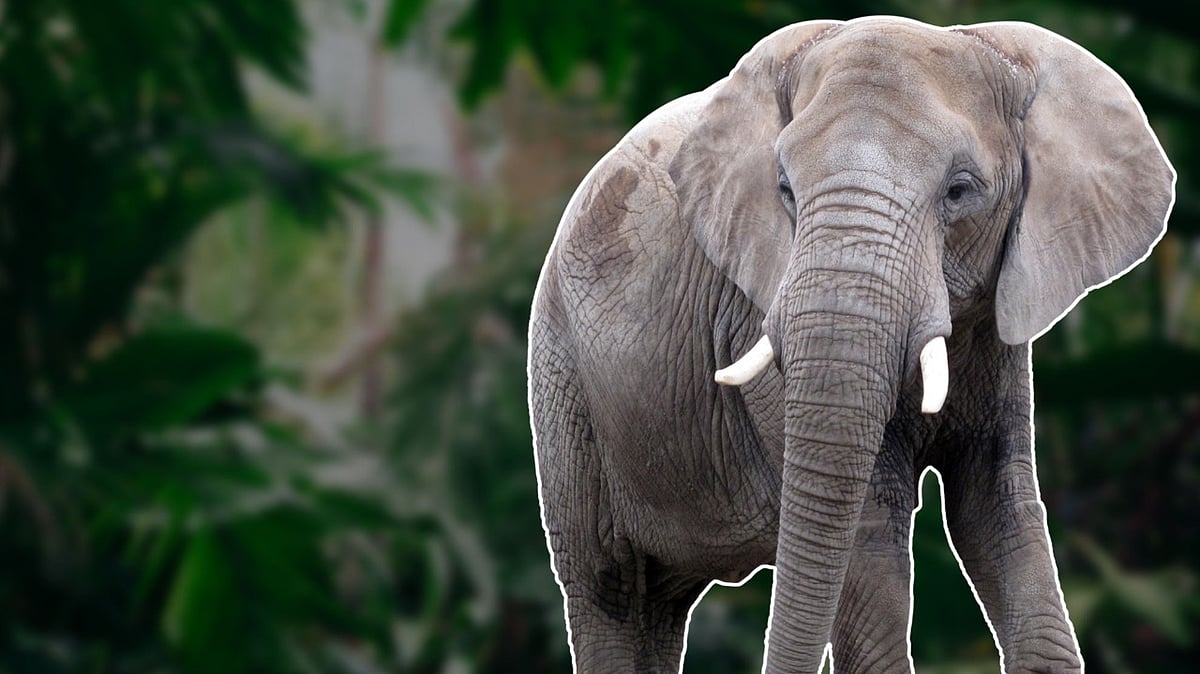 <div class="paragraphs"><p>Elephant Whisperers</p></div>