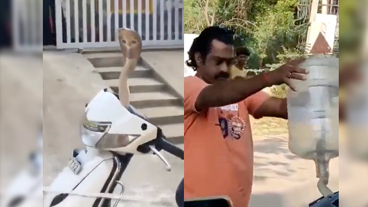 <div class="paragraphs"><p>Viral video of cobra inside a scooter.</p></div>