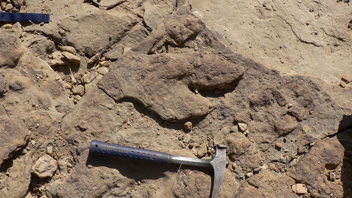 <div class="paragraphs"><p>Rare dinosaur footprints, believed to be 15 million years old, have gone missing from Jaisalmer.</p></div>