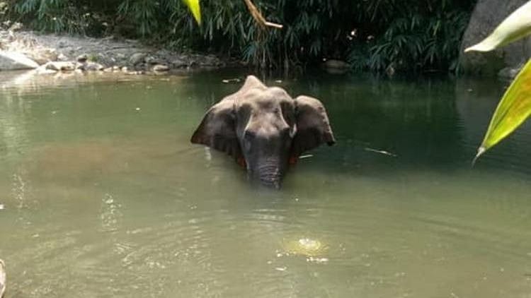 <div class="paragraphs"><p>The 15-year-old pregnant elephant ate a pineapple stuffed with firecrackers in mid May 2020.</p></div>