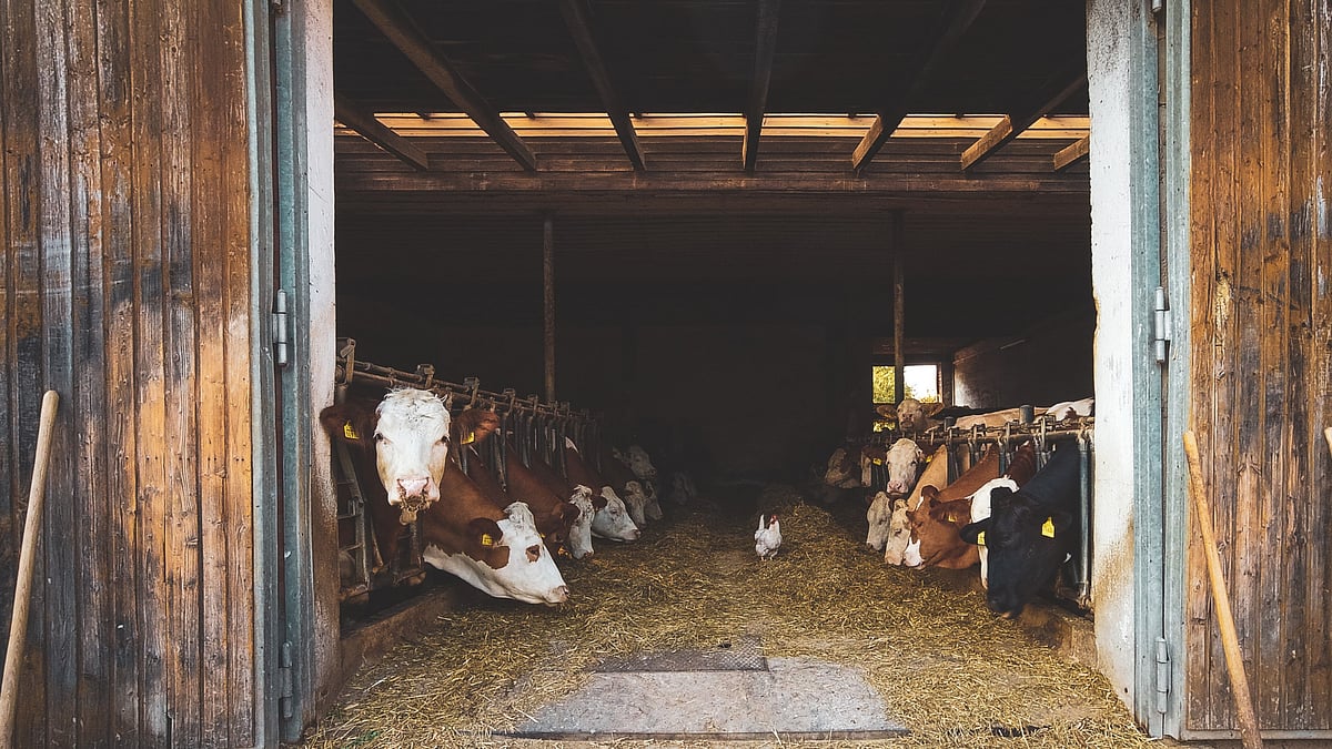<div class="paragraphs"><p>Representational Image. Engineer quits job to start high-tech dairy farm.</p></div>