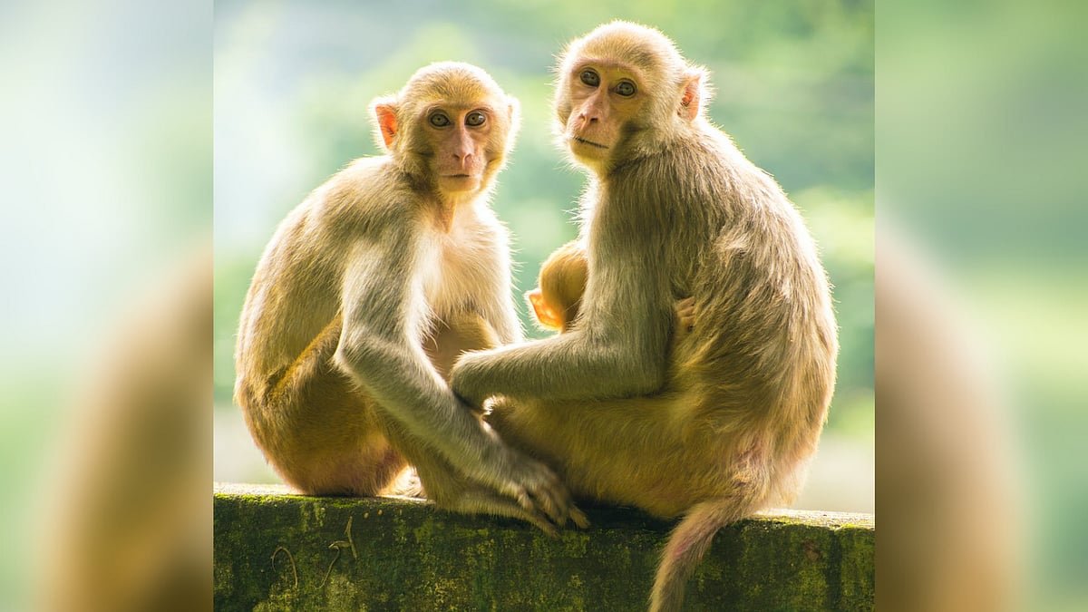 <div class="paragraphs"><p>Representational Image. Monkey steals Rs 1 lakh from man in Madhya Pradesh.</p></div>