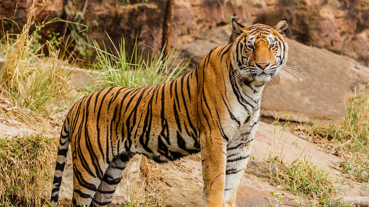 <div class="paragraphs"><p>Representational Image. Twitter reacts as Jim Corbett National Park to be renamed as Ramganga National Park.</p></div>