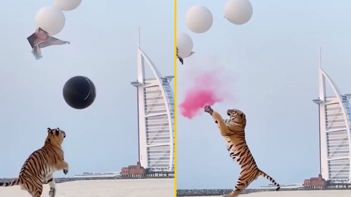 <div class="paragraphs"><p>Gender reveal part in Dubai sparks outrage online.</p></div>