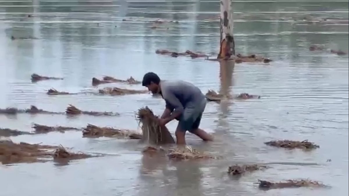 <div class="paragraphs"><p>Amid floods, a farmer picks up destroyed crops in Uttar Pradesh.</p></div>
