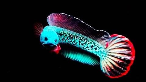<div class="paragraphs"><p>Channa barca or the Barca snakehead fish, a rare species of snakehead endemic to the upper Brahmaputra river basin in northeastern India and Bangladesh.</p></div>