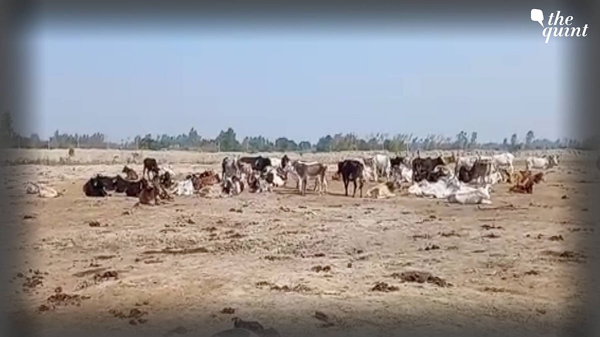 <div class="paragraphs"><p>Angered over the uncleaned government shelters and the conditions of cows, the villagers alleged that the JCB machines were used to bury alive sick cows.</p></div>
