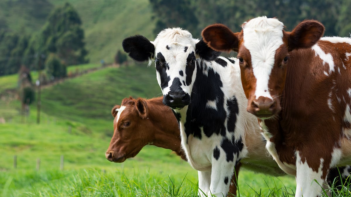 <div class="paragraphs"><p>Delhi University's (DU) Hansraj College has opened a cow protection and research centre. Representational Image. </p></div>