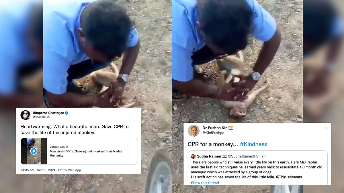 <div class="paragraphs"><p>Prabhu performs CPR on monkey.</p></div>