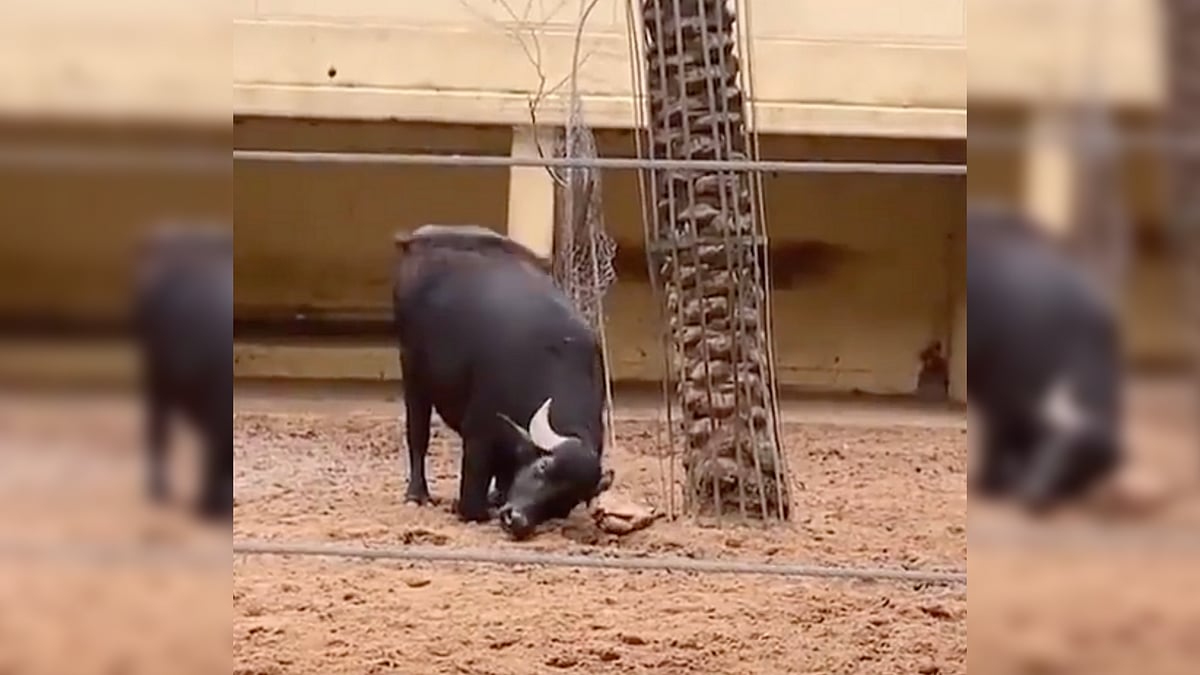 <div class="paragraphs"><p>Buffalo flips tortoise, saves it.</p></div>