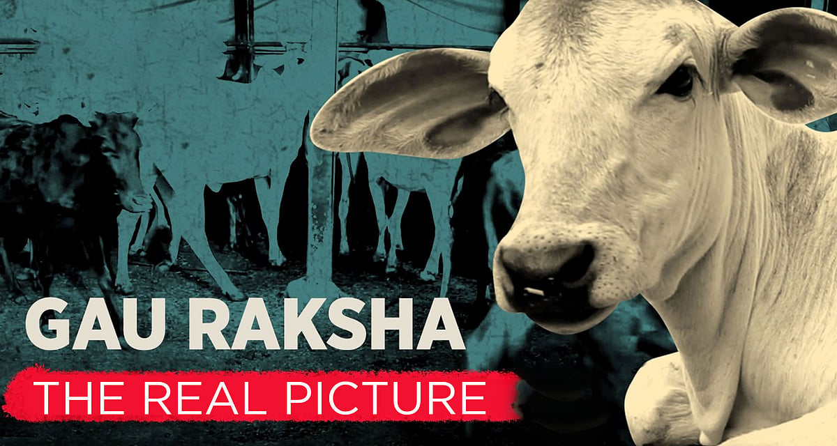 <div class="paragraphs"><p>Has the Cow Protection Law stopped smuggling and slaughter of cows? Here is <strong>The Quint</strong>'s investigation.</p></div>