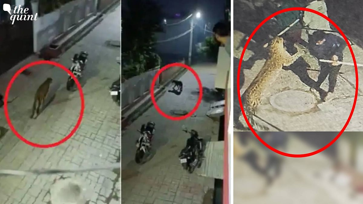<div class="paragraphs"><p>A leopard was seen prowling through the bylanes of the Gudumba area in Lucknow district, injuring 7 people.</p></div>