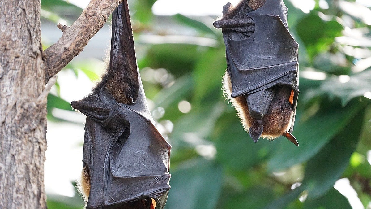 <div class="paragraphs"><p>Chinese researchers claimed a type of coronavirus named NeoCoV which causes infections in bats might potentially infect humans.</p></div>