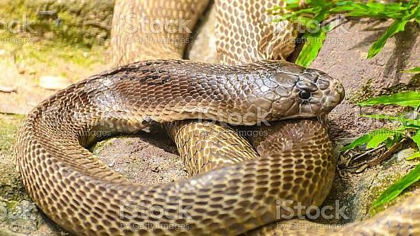 <div class="paragraphs"><p>Human-snake interactions have become increasingly common in the city with wildlife rescuers and municipal authorities getting several phone calls for snake rescues each day.</p></div>
