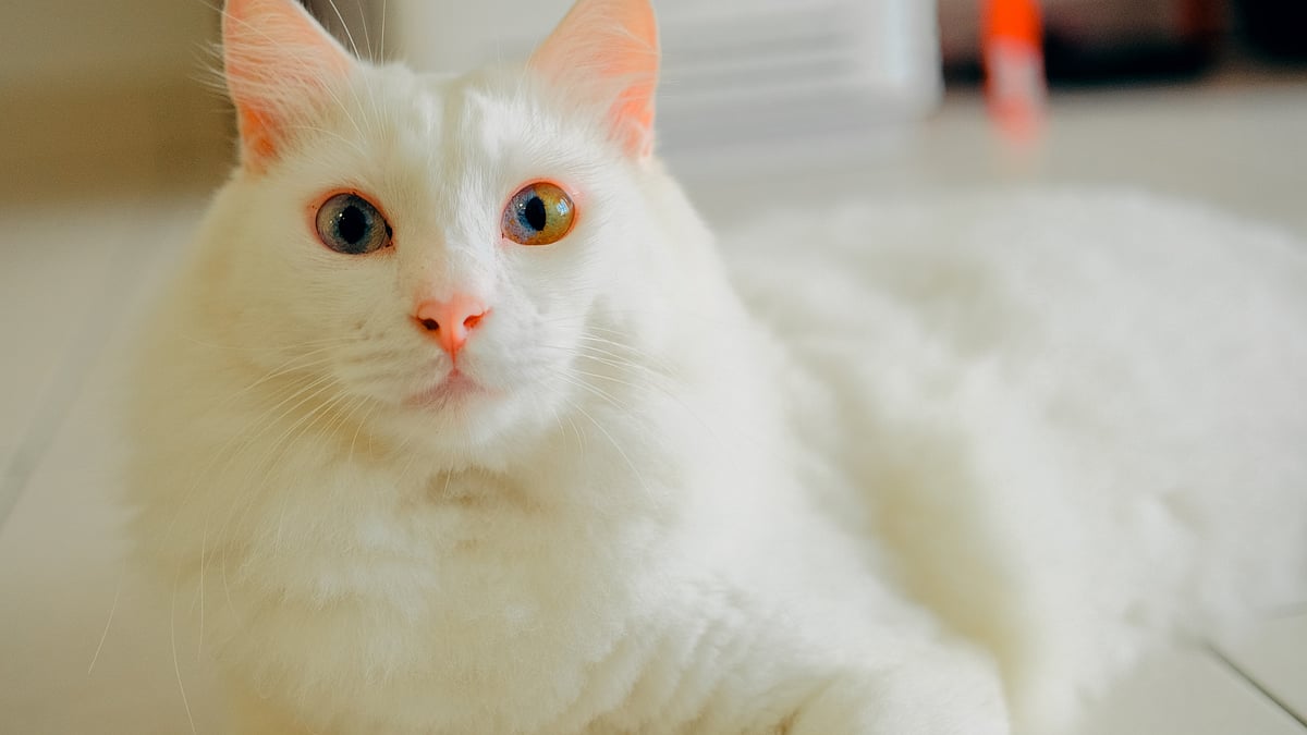 <div class="paragraphs"><p>Representational Image. Woman throws baby shower for cat.</p></div>